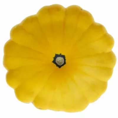 Okrasná dýně FL SAUCER x12