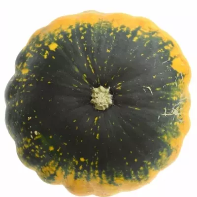 Okrasná dýně FL SAUCER x12