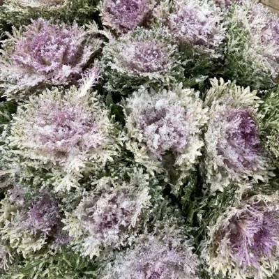 Okrasné zelí BARV. COLORED CRANE KING SNOW 60cm