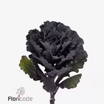 Okrasné zelí BLACK LEAF 50cm