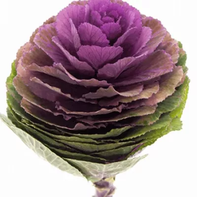 Okrasné zelí CONDOR RED 60cm