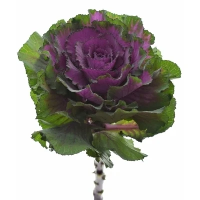 Okrasné zelí ELEGANCE 60cm