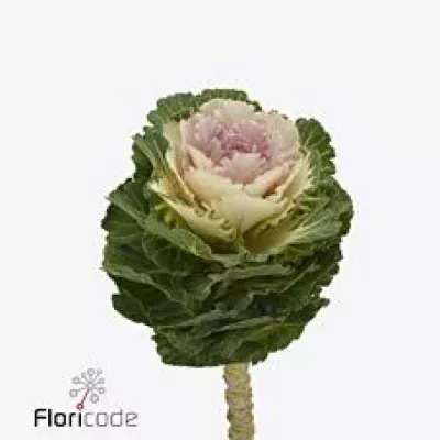 Okrasné zelí EMPIRE ARINA 55cm