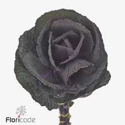 Okrasné zelí EMPIRE ZANETA 60cm