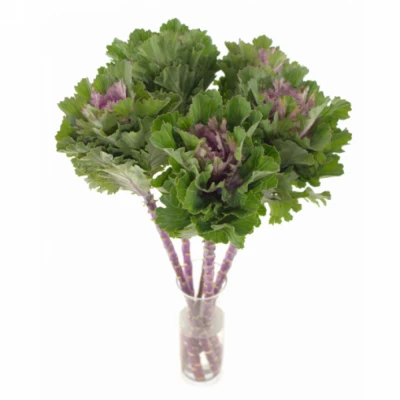 Okrasné zelí FIRST LADY