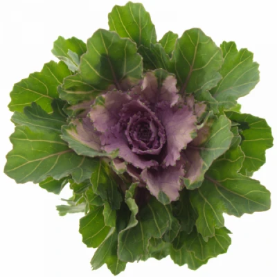 Okrasné zelí FIRST LADY