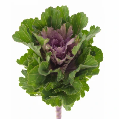 Okrasné zelí FIRST LADY 60cm