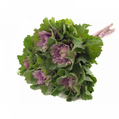 Okrasné zelí FIRST LADY