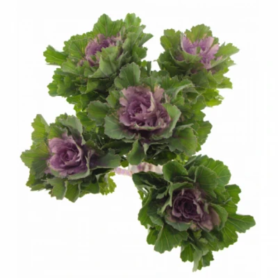 Okrasné zelí FIRST LADY