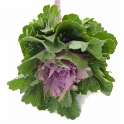 Okrasné zelí KSENIA