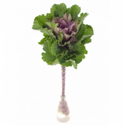 Okrasné zelí KSENIA