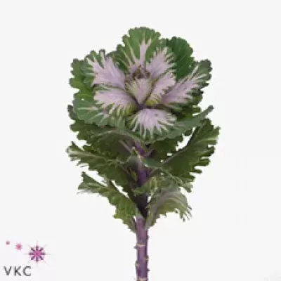 Okrasné zelí NATASHA 65cm