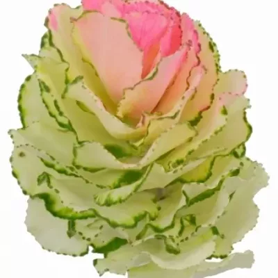 Okrasné zelí BARV. COLORED ROZE 70cm