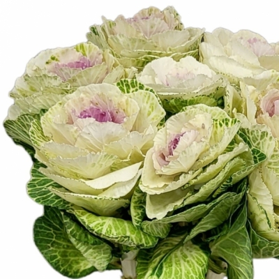 Okrasná kapusta WHITE LADY