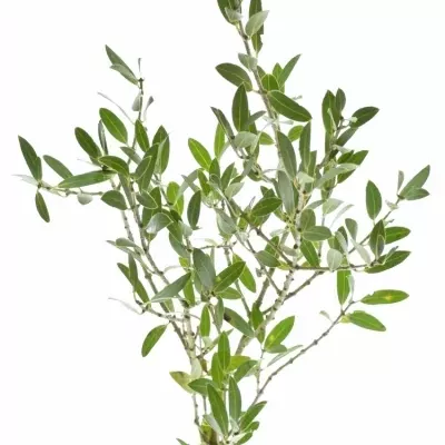 Olivovník 300g