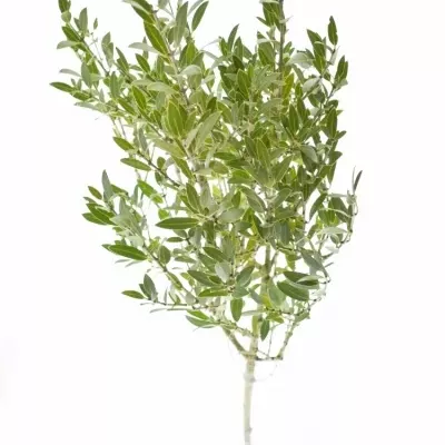 Olivovník 300g