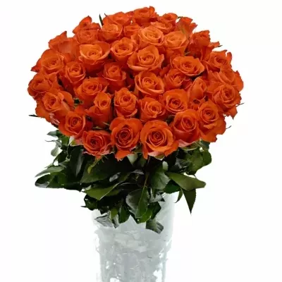 Oranřová růže PATZ 60cm (M)