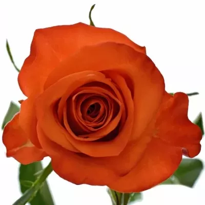 Oranřová růže PATZ 60cm (M)