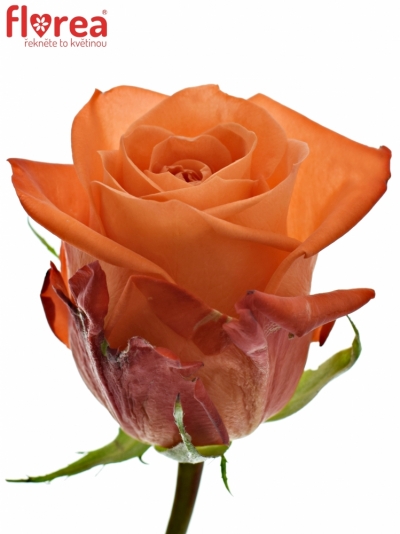 Oranžová růže COPACABANA 50cm (M)