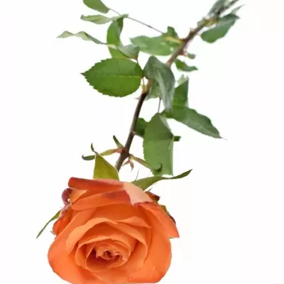 Oranžová růže  COPACABANA 50cm (L)