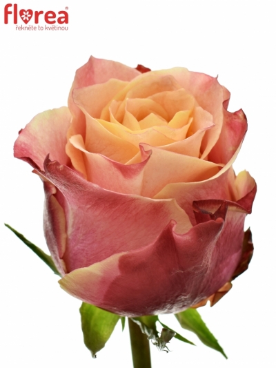 Oranžová růže 3D 60cm