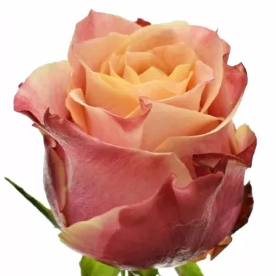 Oranžová ruža 3D 80cm (XL)