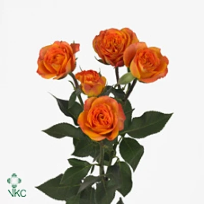 Oranžová růže trsová ABEBA 50cm/4+