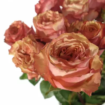 Oranžová růže ADVANCE ALHAMBRA 70cm