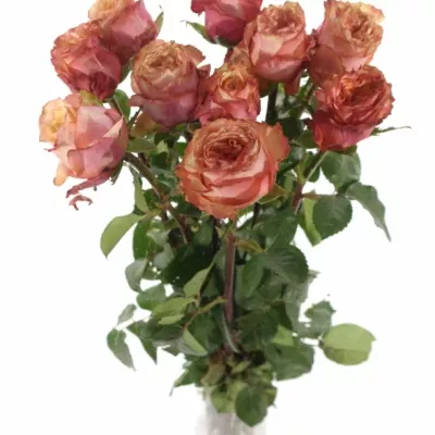 Oranžová růže ADVANCE ALHAMBRA 70cm