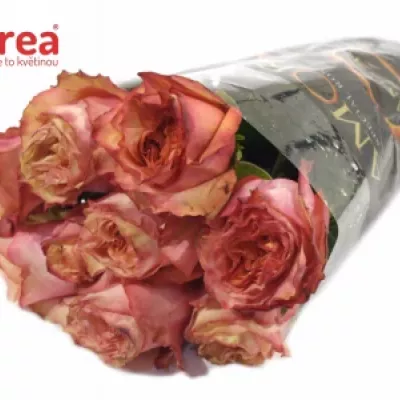 Oranžová růže ADVANCE ALHAMBRA 70cm