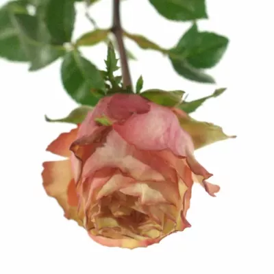 Oranžová růže ADVANCE ALHAMBRA 70cm