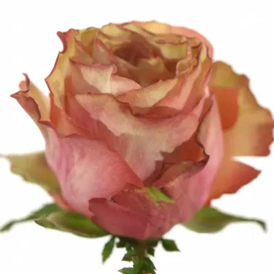 Oranžová růže ADVANCE ALHAMBRA 70cm (L)