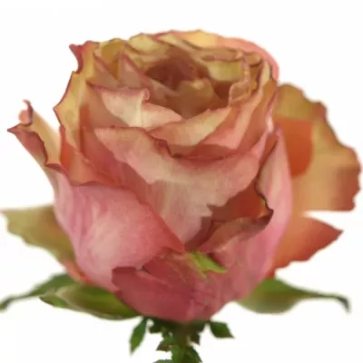 Oranžová růže ADVANCE ALHAMBRA 70cm