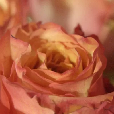 Oranžová růže ADVANCE ALHAMBRA 70cm