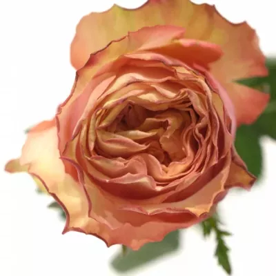 Oranžová růže ADVANCE ALHAMBRA 70cm