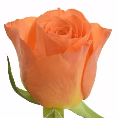 Oranžová růže AMINA 60cm (S)