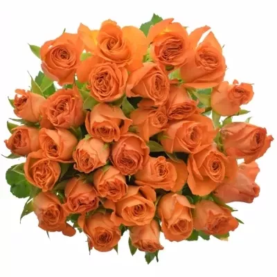 Oranžová růže AMINA 70cm
