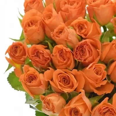 Oranžová růže AMINA 70cm