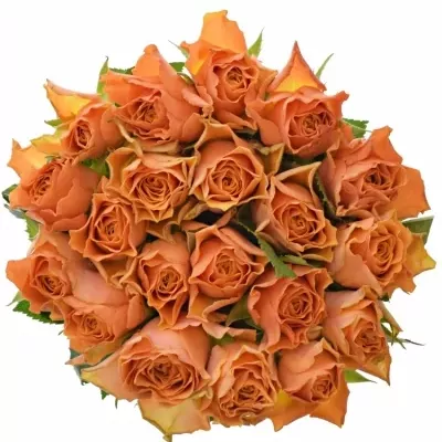 Oranžová růže ARANCIO