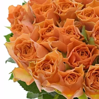 Oranžová růže ARANCIO