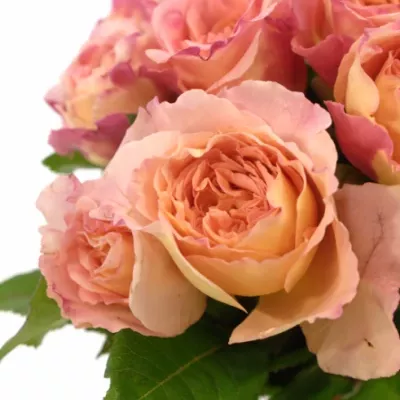 Oranžová růže AUGUSTA LUISE 40cm/2+