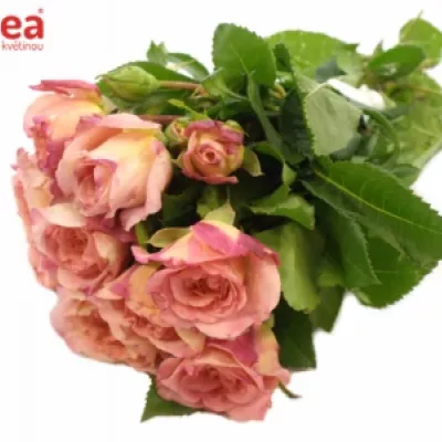 Oranžová růže AUGUSTA LUISE 40cm/2+