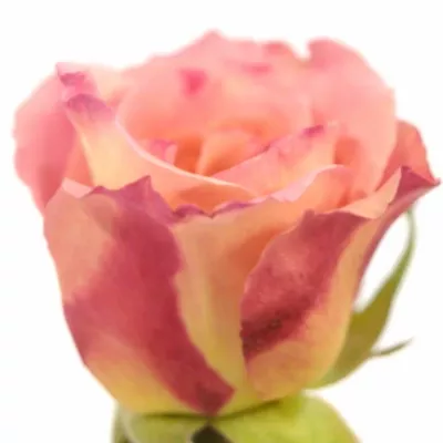 Růžová růže trsová AUGUSTA LUISE 25cm/1+