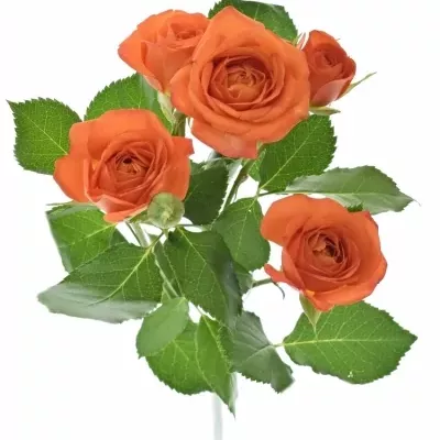 Oranžová růže BABE 70cm/6+ (S)