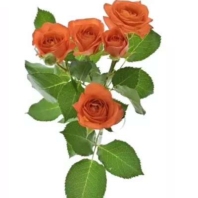 Oranžová růže BABE 70cm/6+ (S)