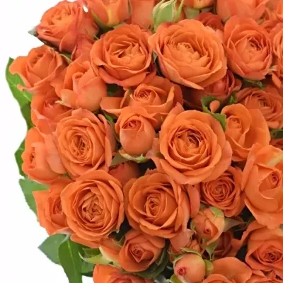 Oranžová ruža trsová Babe 50cm / 5 +