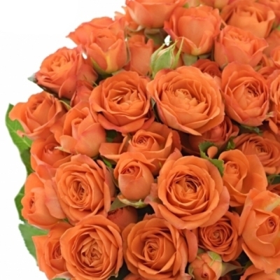 Oranžová růže BABE