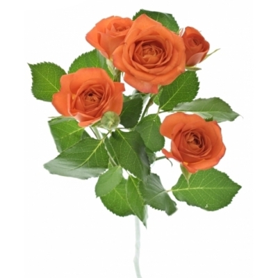 Oranžová růže BABE