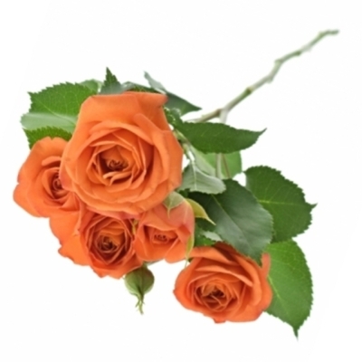 Oranžová růže BABE