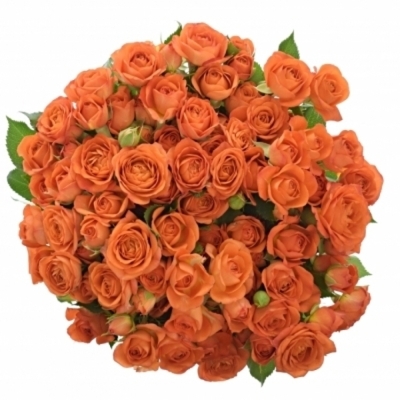 Oranžová růže BABE